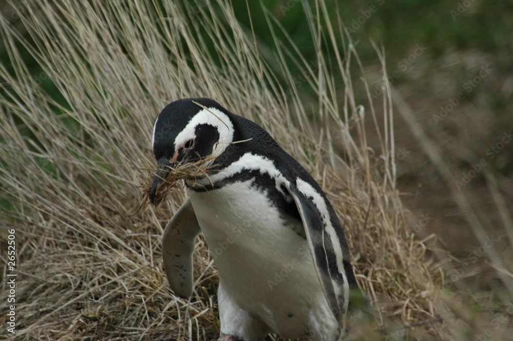 Obraz premium magellanic penguin making nest