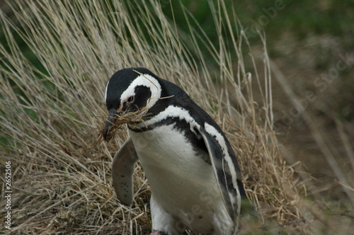 magellanic penguin making nest