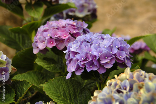 hydrangea in the azores