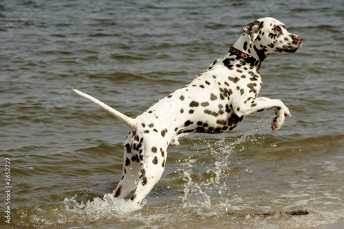 dalmatian 09 photo