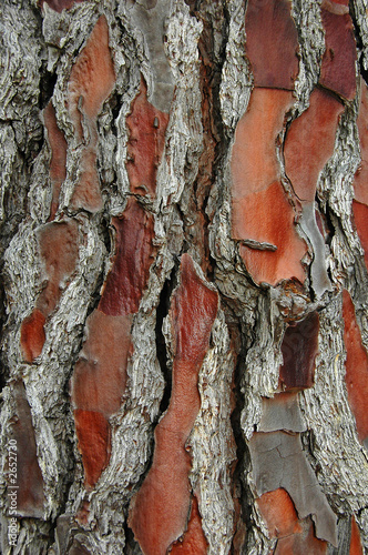 tree bark background