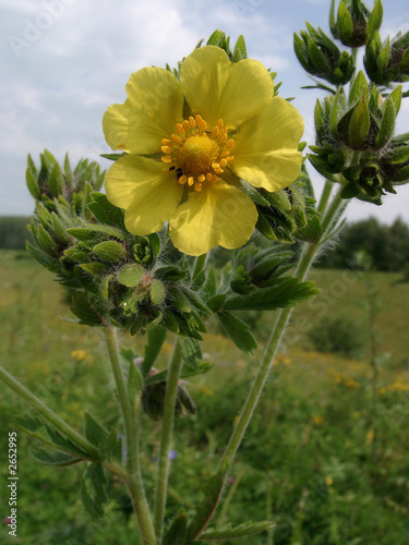 yellow cinquefoil