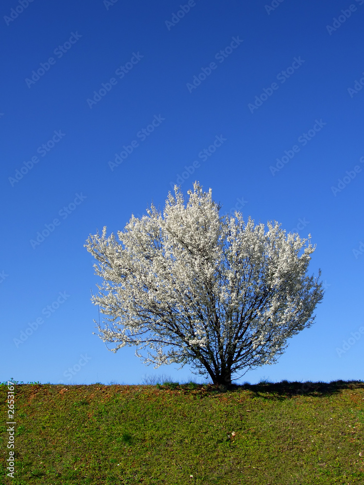 isolated white blossoming cherry tree in a spring isolated white blossoming cherry tree in a spring