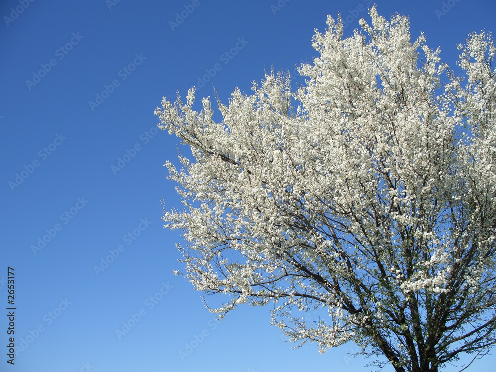 isolated white blossoming cherry tree in a spring