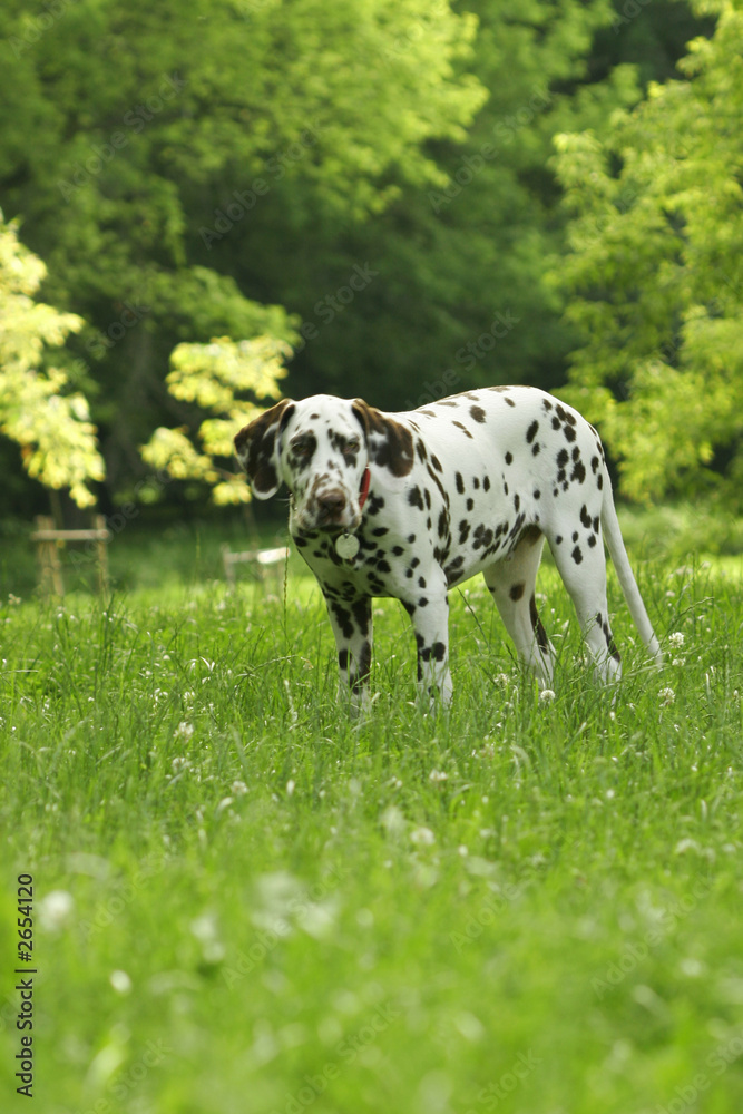 dalmatian 23 dalmatian 23