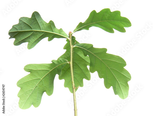 young oak