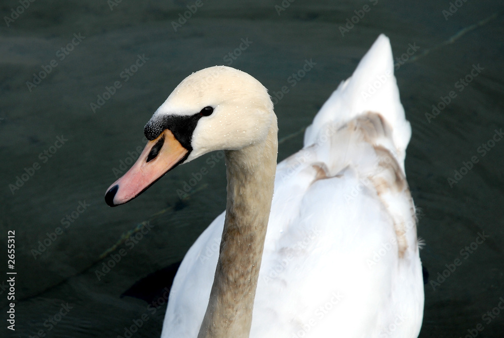 Fototapeta premium tête de cygne