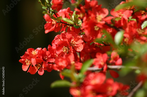 red flowers tree with shallow depth of field