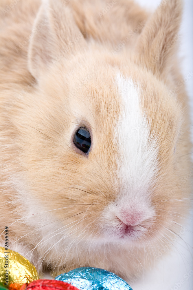 brown-white easter bunny with chocolate eggs brown-white easter bunny with chocolate eggs