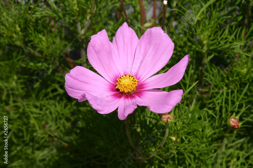 pink flower in the garden