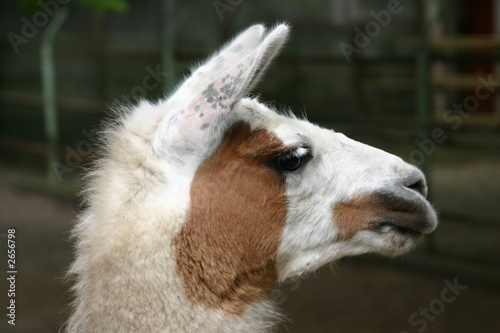 brown-white llama head © Ferenc Szelepcsenyi