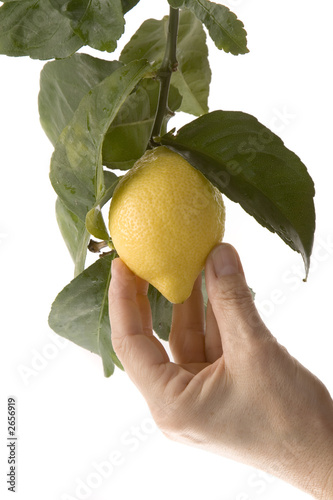 hand picking a lemon from branch
