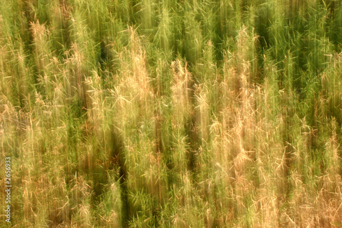 thistle blur background