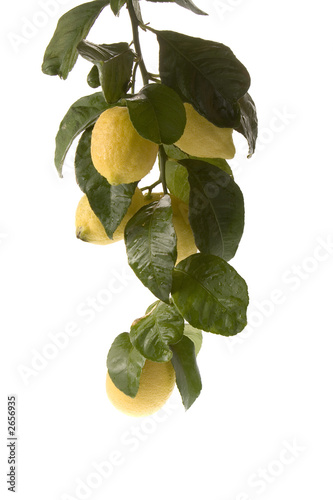 cluster of low hanging lemons