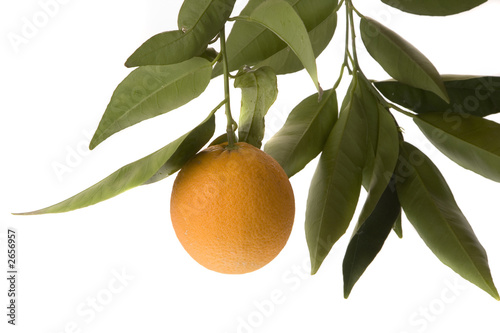 orange hanging from tree with several leaves