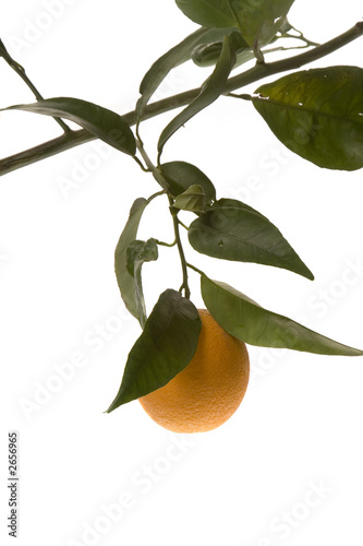 orange hanging low