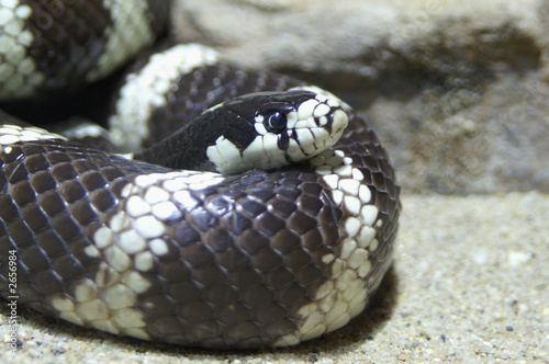 harmless kingsnake