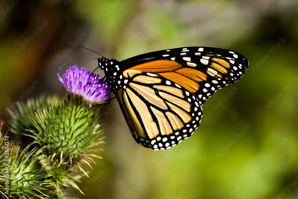 monarch butterfly on a thistle flower monarch butterfly on a thistle flower