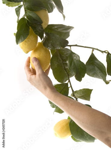 harvesting the lemon
