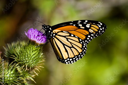 monarch butterfly on a thistle flower © Sylvana Rega