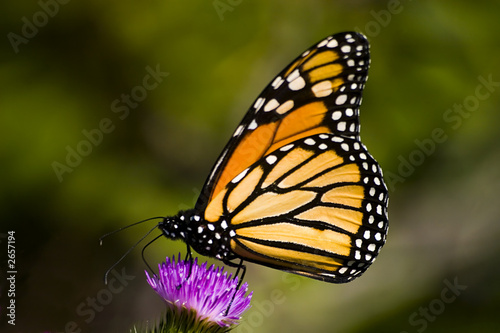 monarch butterfly on a purple thistle flower #2657194