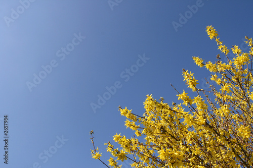 Fotografie, Tablou yellow forsythia