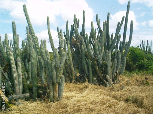 cactus photo