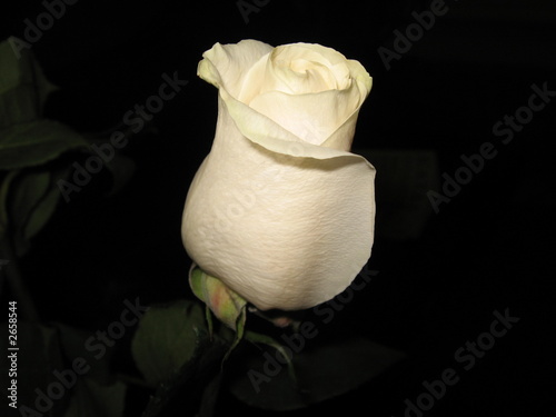 white rose