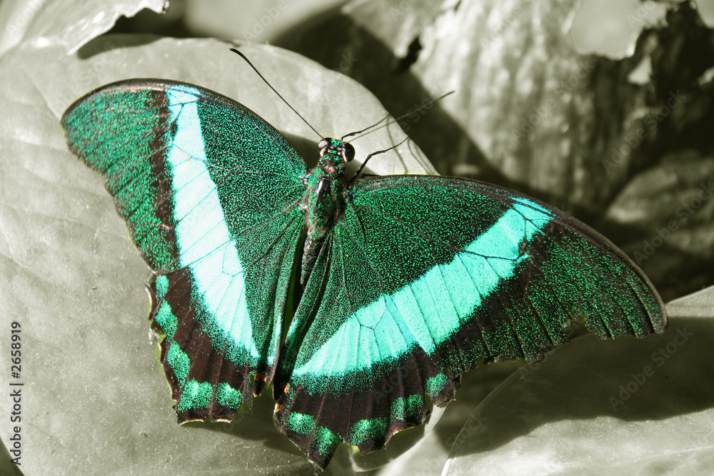 Fototapeta premium pretty turquoise green and teal monarch butterfly on black and w