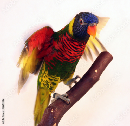 Foto bright colorful parrot flapping wings on branch