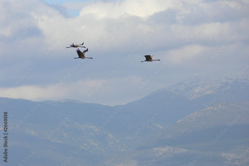 migratory birds migratory birds