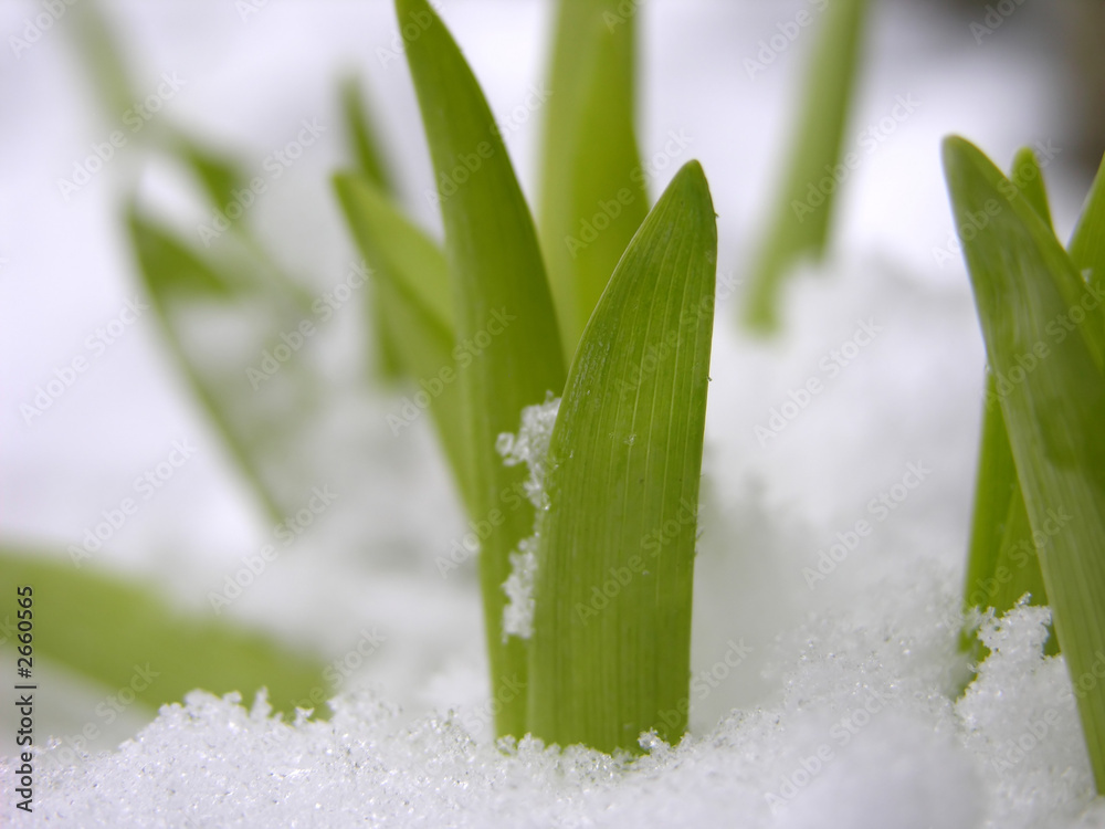 snow