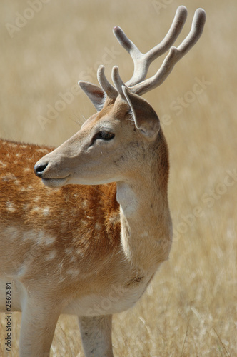 portrait of spotted deer