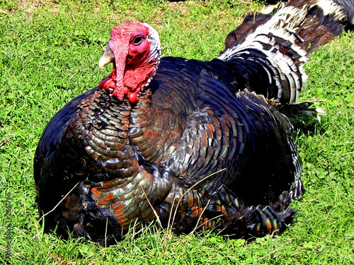 turkey