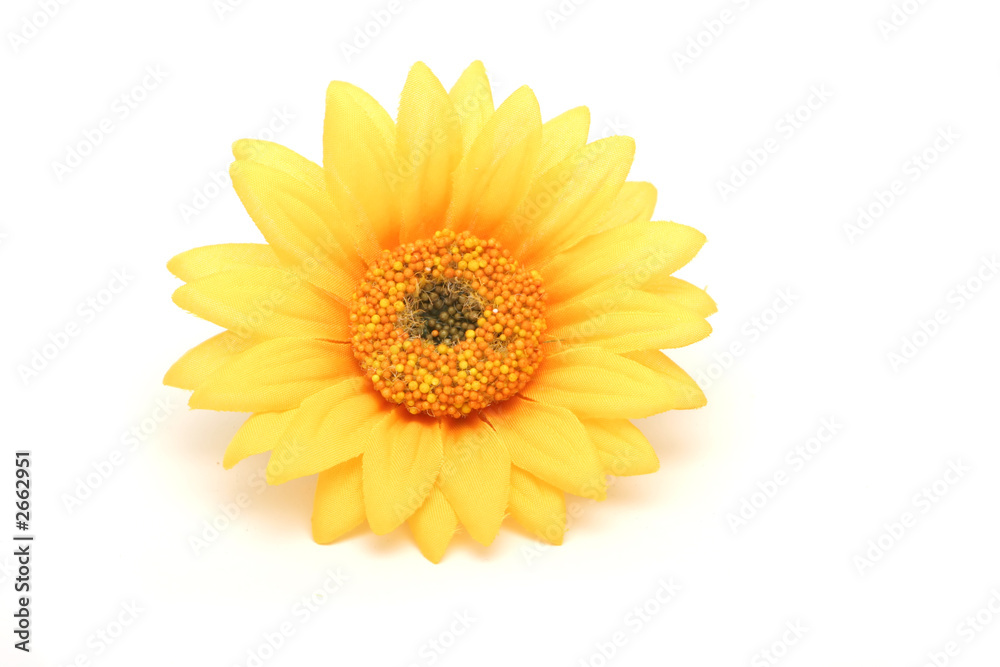 yellow daisy