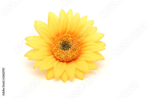 yellow daisy