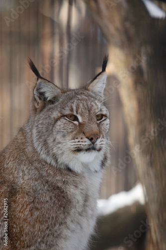 lynx