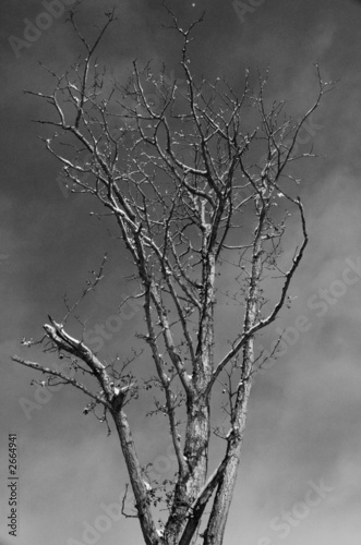 winter tree