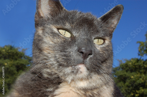 cat