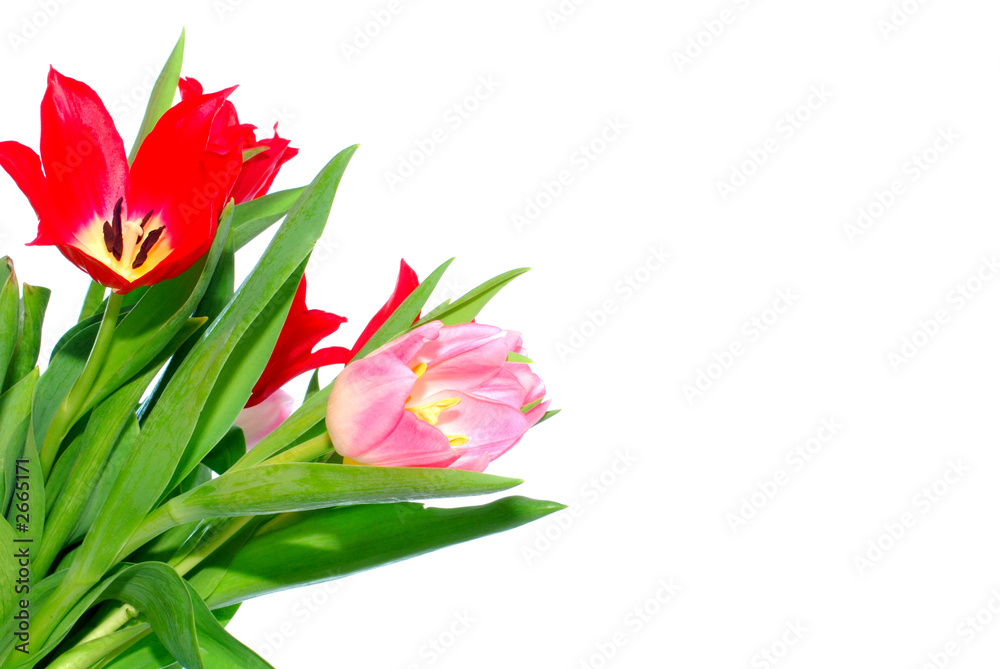 colorful easter flower background, tulips