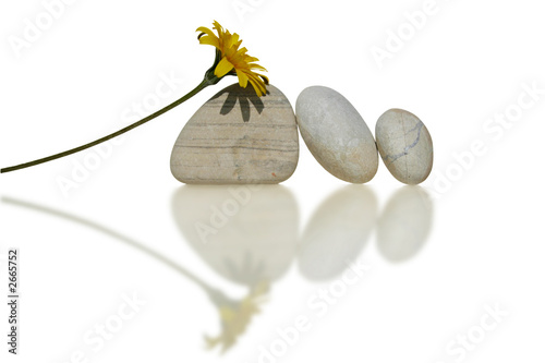 Photography composition fleur et galets