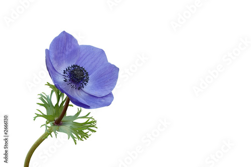 Foto blaue anemone