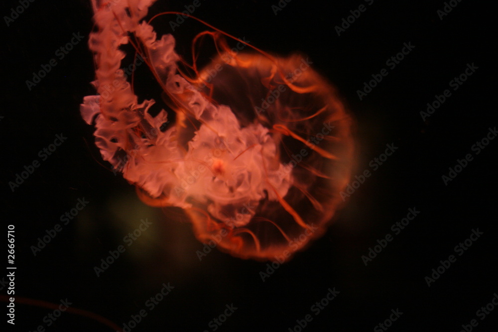 Fototapeta premium jelly fish