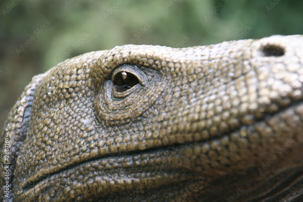 Obraz premium komodo dragon closeup
