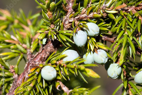 berries of a juniper photo