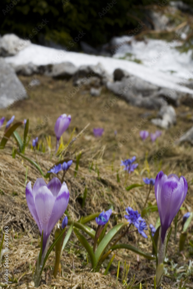 crocus and bluebottle crocus and bluebottle