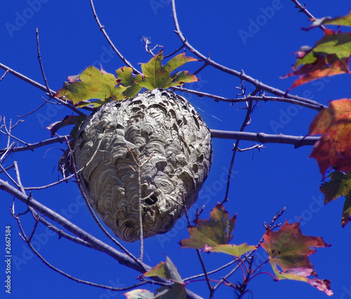 bee hive hanging on a tree branch with a blue sky