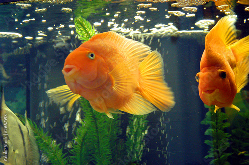 aquarian small fishes photo