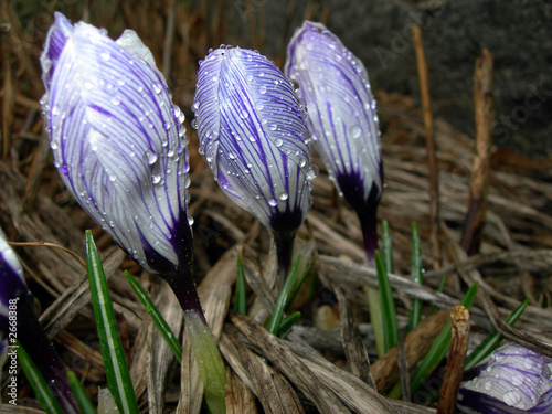 spring flowers