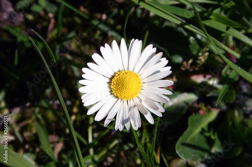 paquerette